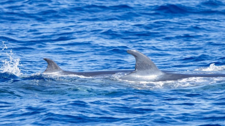 Two dolphins swimming in the ocean with dorsal fins visible above water.