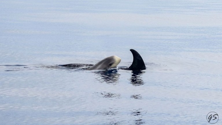 Orca with fin showing above calm ocean surface.