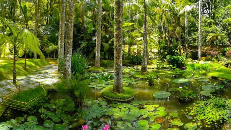 Tropical garden with palm trees, a pond with lily pads, and stone pathway.