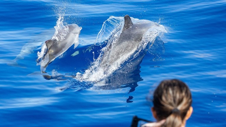 Two dolphins swimming and surfacing in blue water, with a person watching in the foreground.