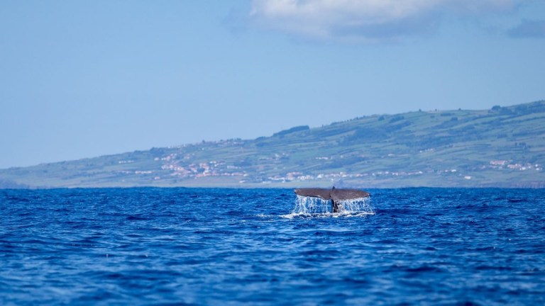 Whale tail emerging from the ocean near a coastline under a blue sky.