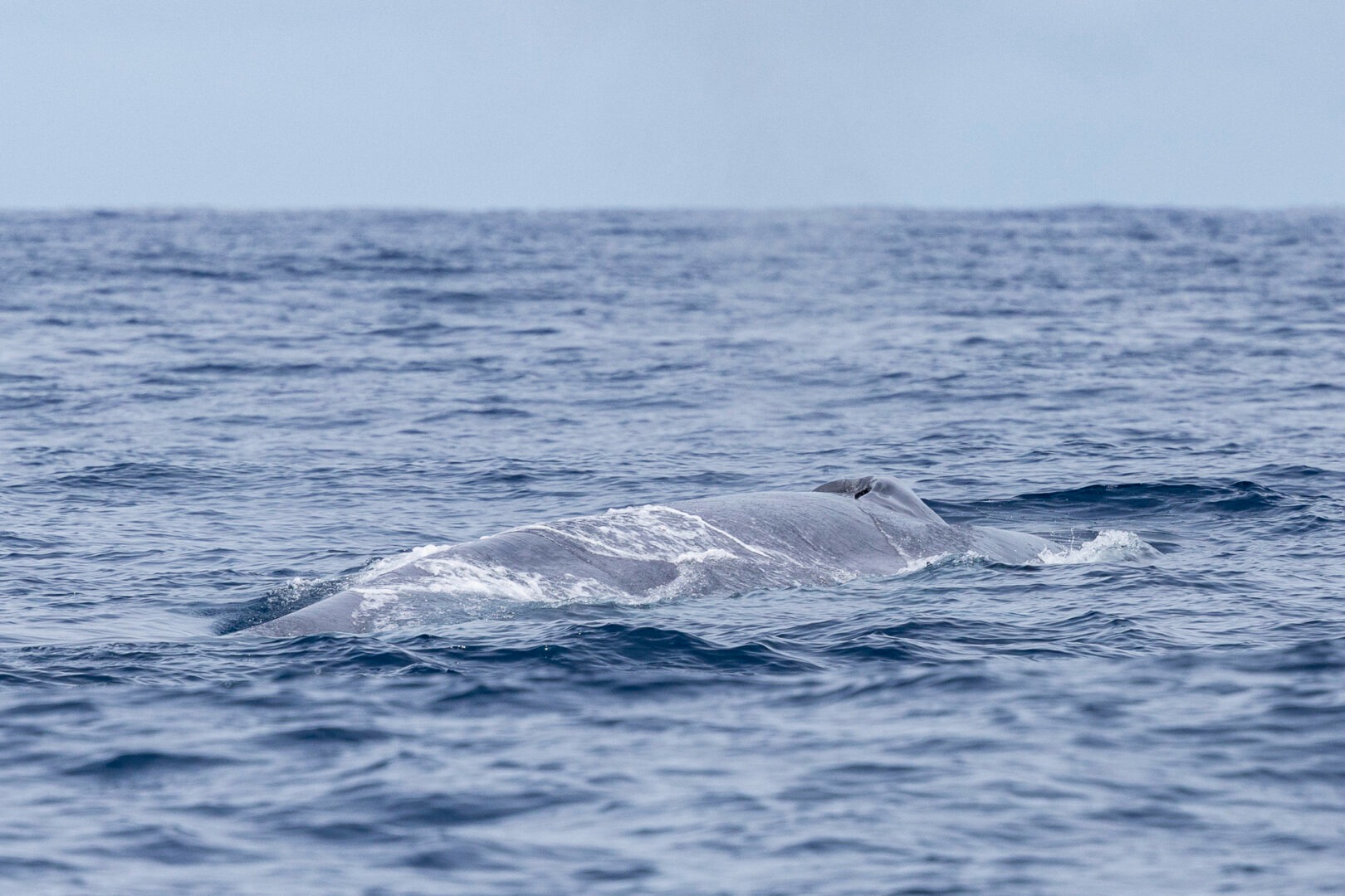 Whale surfacing in the ocean with a visible back and water surrounding.