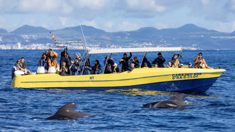 People on a yellow boat watching dolphins swim in the ocean.