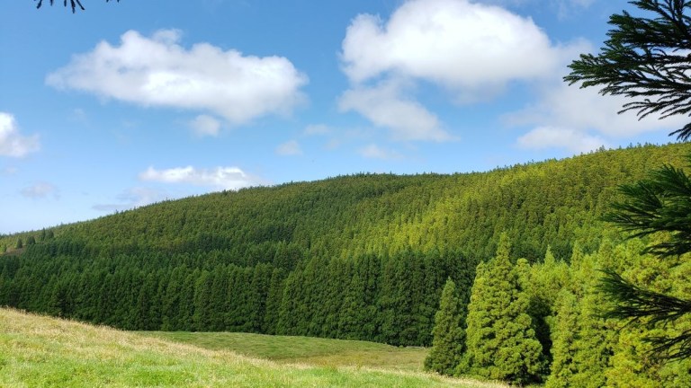 Lush green forest under a blue sky with scattered clouds.