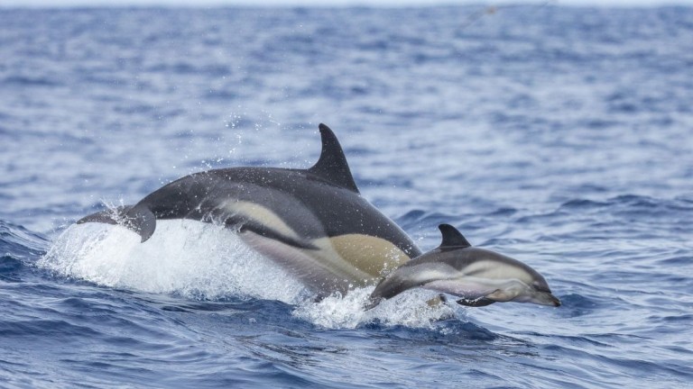 Two dolphins leaping out of the water in the ocean.