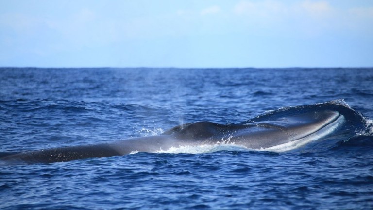 Large whale surfacing in blue ocean with visible water spout.