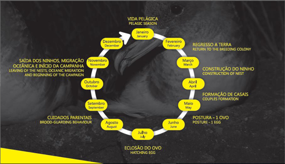 Circular chart showing a bird's annual lifecycle stages in Portuguese and English.