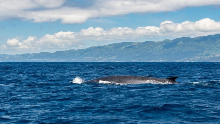 Whale swimming in ocean with mountainous coastline in background.