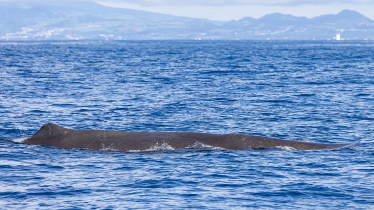 A whale swimming in the ocean with distant hills in the background.