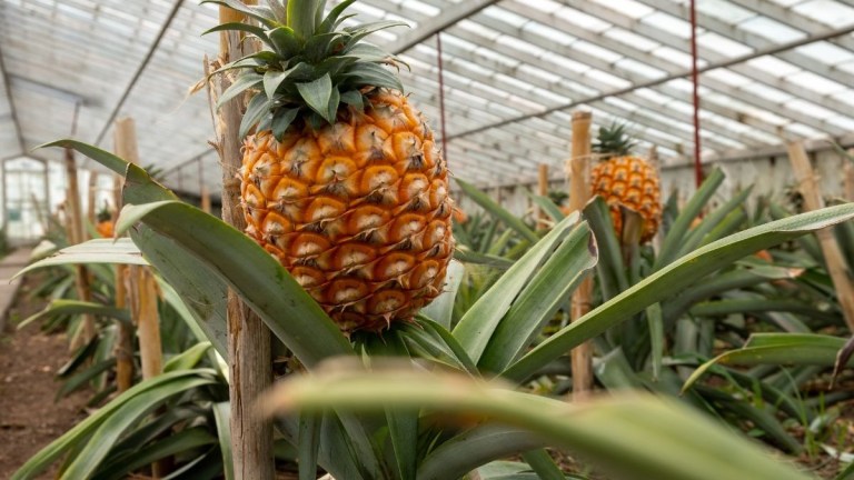 Pineapple growing in a greenhouse with green leaves surrounding it.