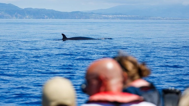 Whale swimming near people on a boat in the ocean.
