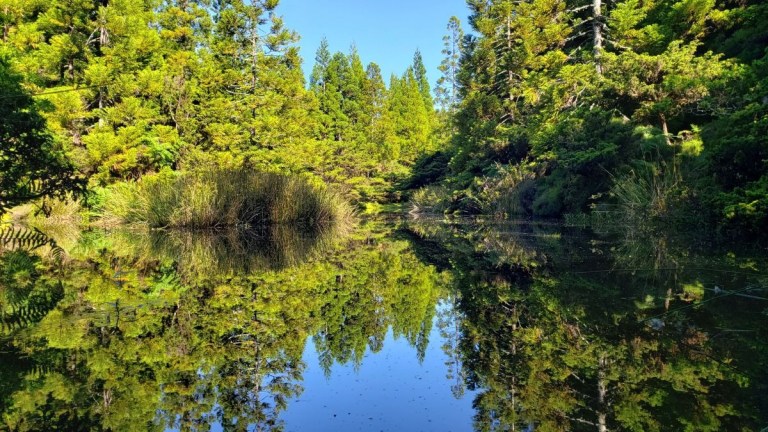 Lush green trees reflecting on a calm pond under a clear blue sky.