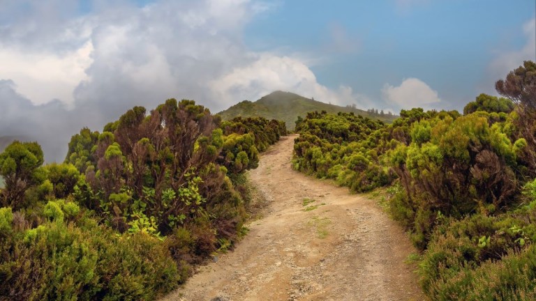 Dirt path through lush green bushes leading to a mountain under a cloudy sky.