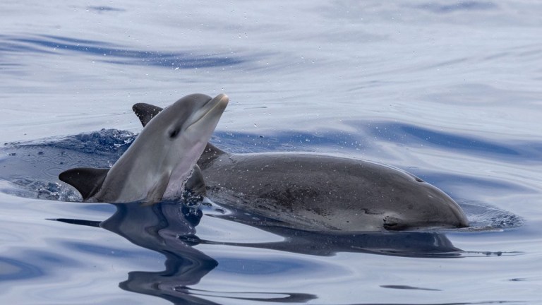 Two dolphins swimming together in calm ocean waters.