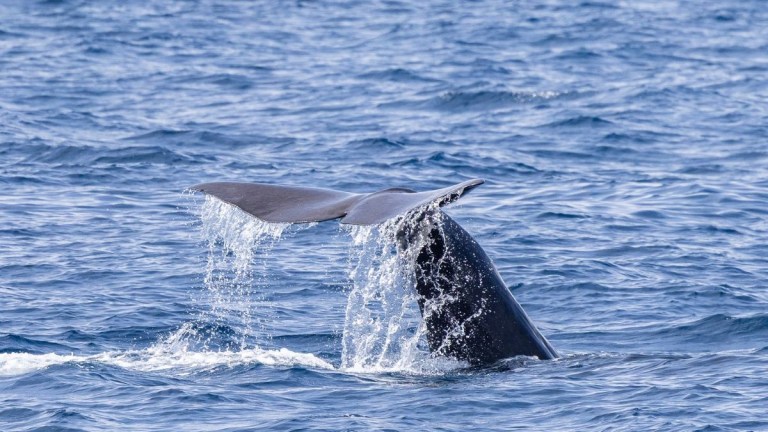 Whale's tail splashing water as it dives into the ocean.