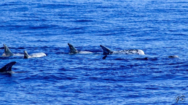 Group of dolphins swimming in the ocean.