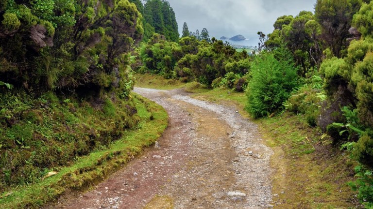 Narrow dirt path through lush green forest with cloudy sky.