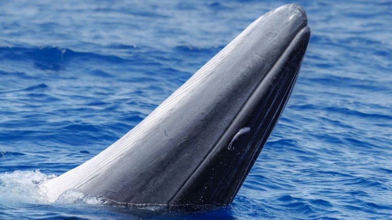 Whale head breaching above blue ocean water.