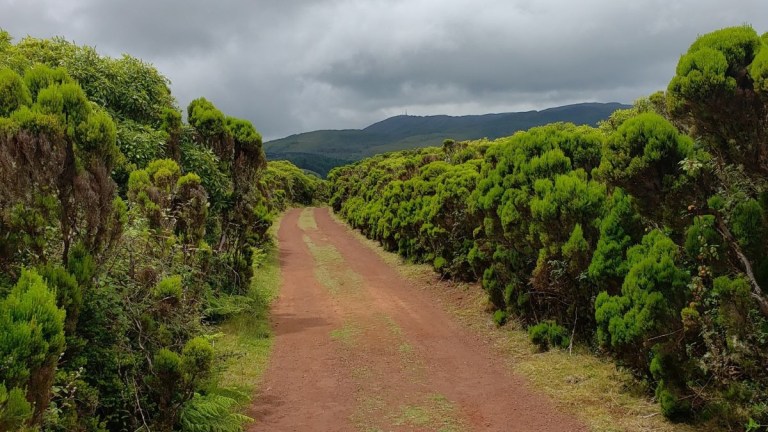 Dirt path through dense green shrubs under a cloudy sky.