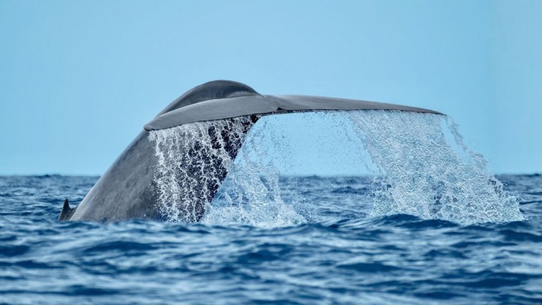 Whale diving with tail above ocean surface, water splashing.