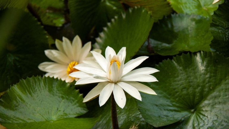 White water lilies with green leaves in background.