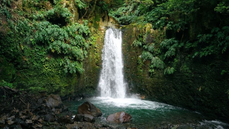 Small waterfall surrounded by lush green foliage and rocks.