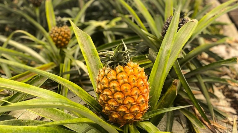 Ripe pineapples growing among long green leaves in a garden.