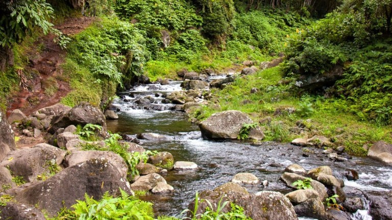 Stream flowing through lush greenery with rocks and plants.