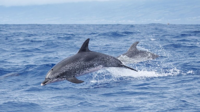 Two dolphins jumping over ocean waves on a clear day.