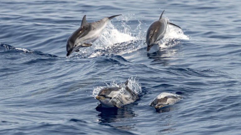 Four dolphins jumping over ocean waves.