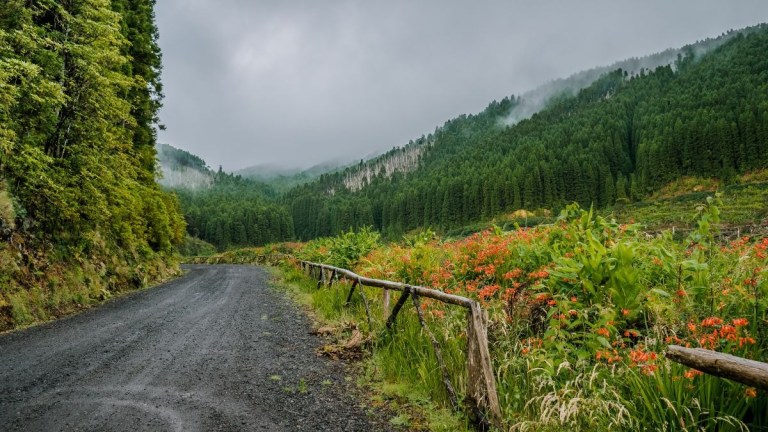 Gravel road beside wooden fence with lush green trees and orange flowers under a cloudy sky.