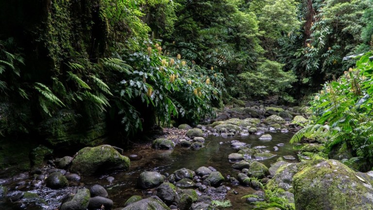 Lush green forest with a rocky stream and dense foliage.