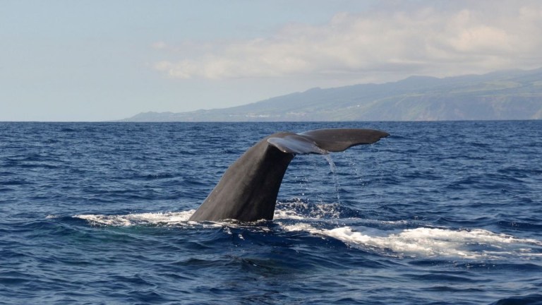 Whale tail above water with mountains in the background.