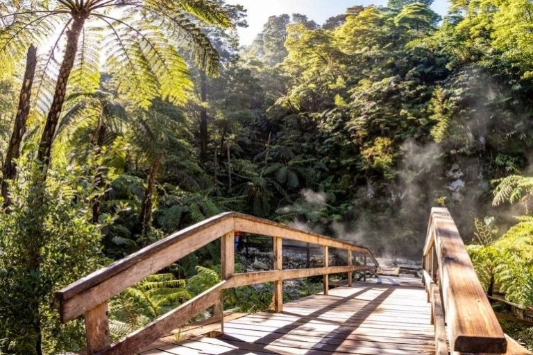 Wooden bridge leading into sunlit, misty forest with lush green foliage.