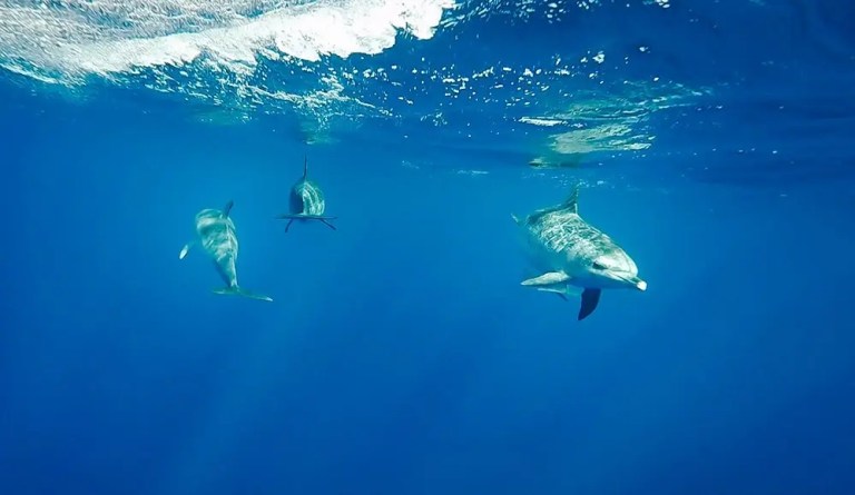 Three dolphins swimming underwater in a vibrant blue ocean.