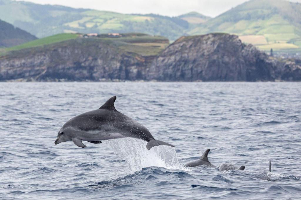 Dolphin leaping out of the ocean near rocky coastline with hills.
