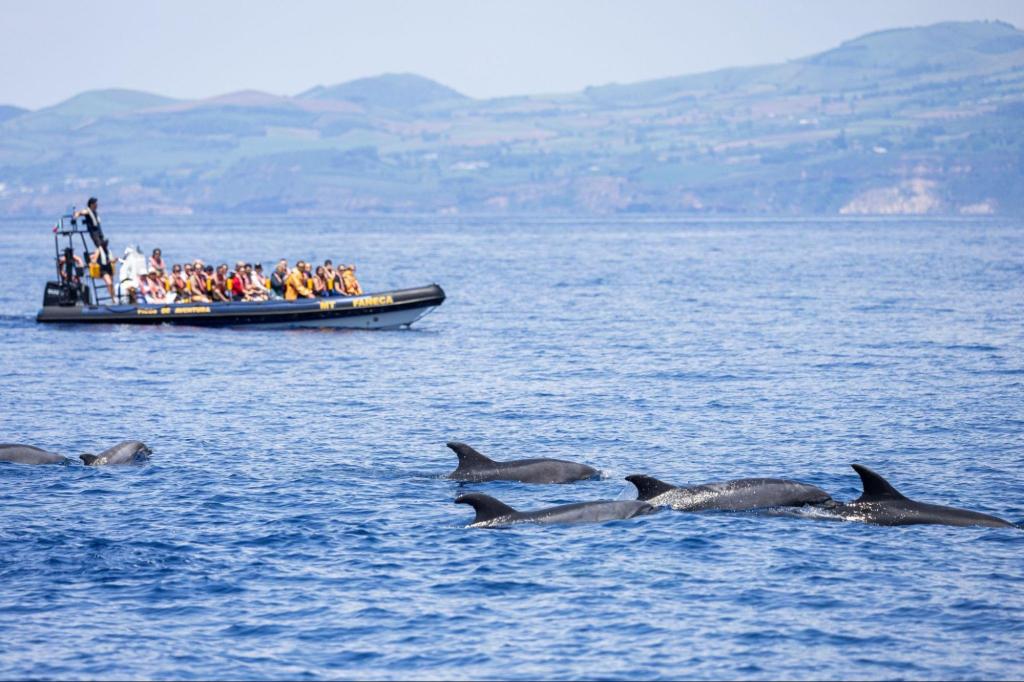 Boat with people watching dolphins swimming in the ocean near mountains.