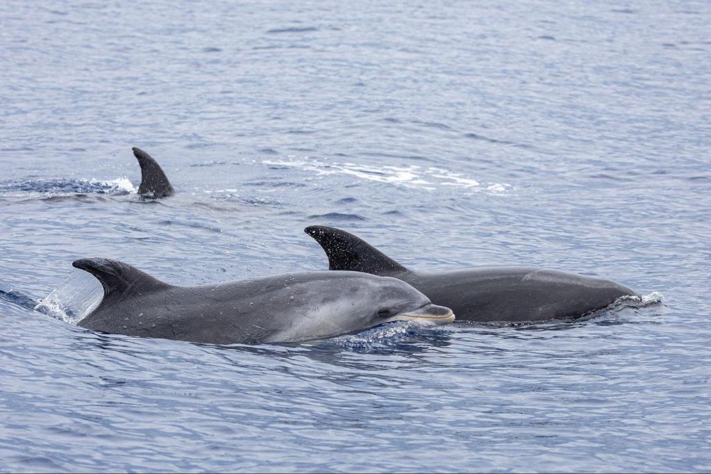 Two dolphins swimming on the surface of the ocean.