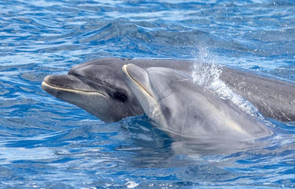 Two dolphins swimming in ocean; one is smaller, possibly a calf.