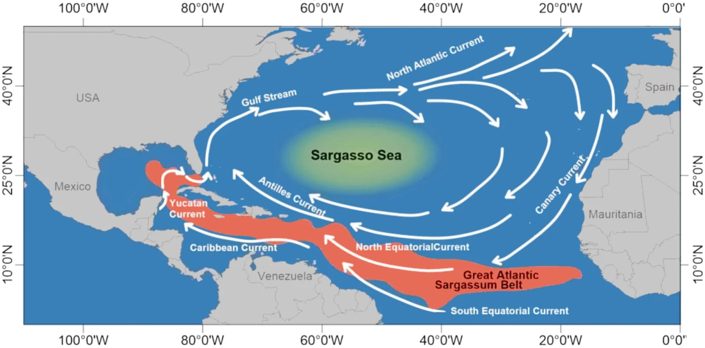 Map of ocean currents around the Sargasso Sea and Great Atlantic Sargassum Belt.