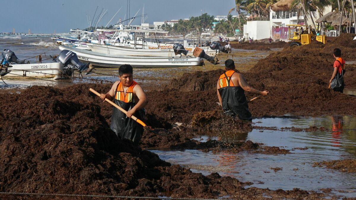 Workers clean seaweed on a beach near moored boats on a sunny day.