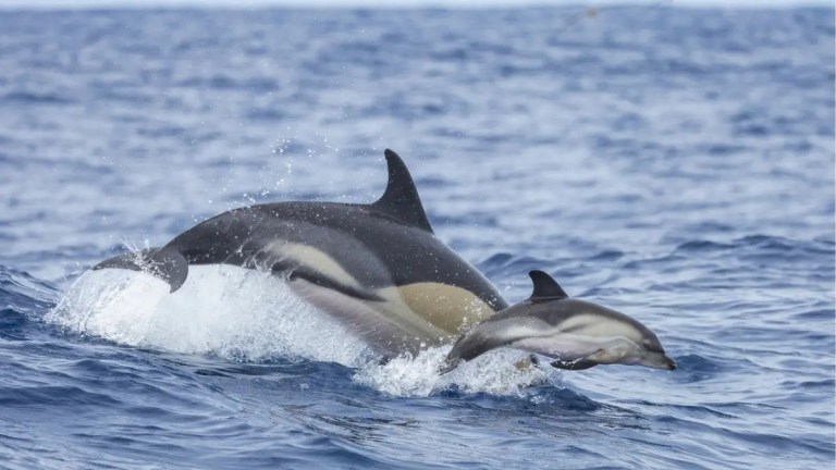 Two dolphins leaping out of the ocean water.